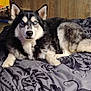 dog, husky, blue_eyes, fur, pet, bed, blanket, indoor, wooden_wall, resting, animal, canine, laying_down, black_and_white, portrait, cozy, domestic, muzzle, ears, tail