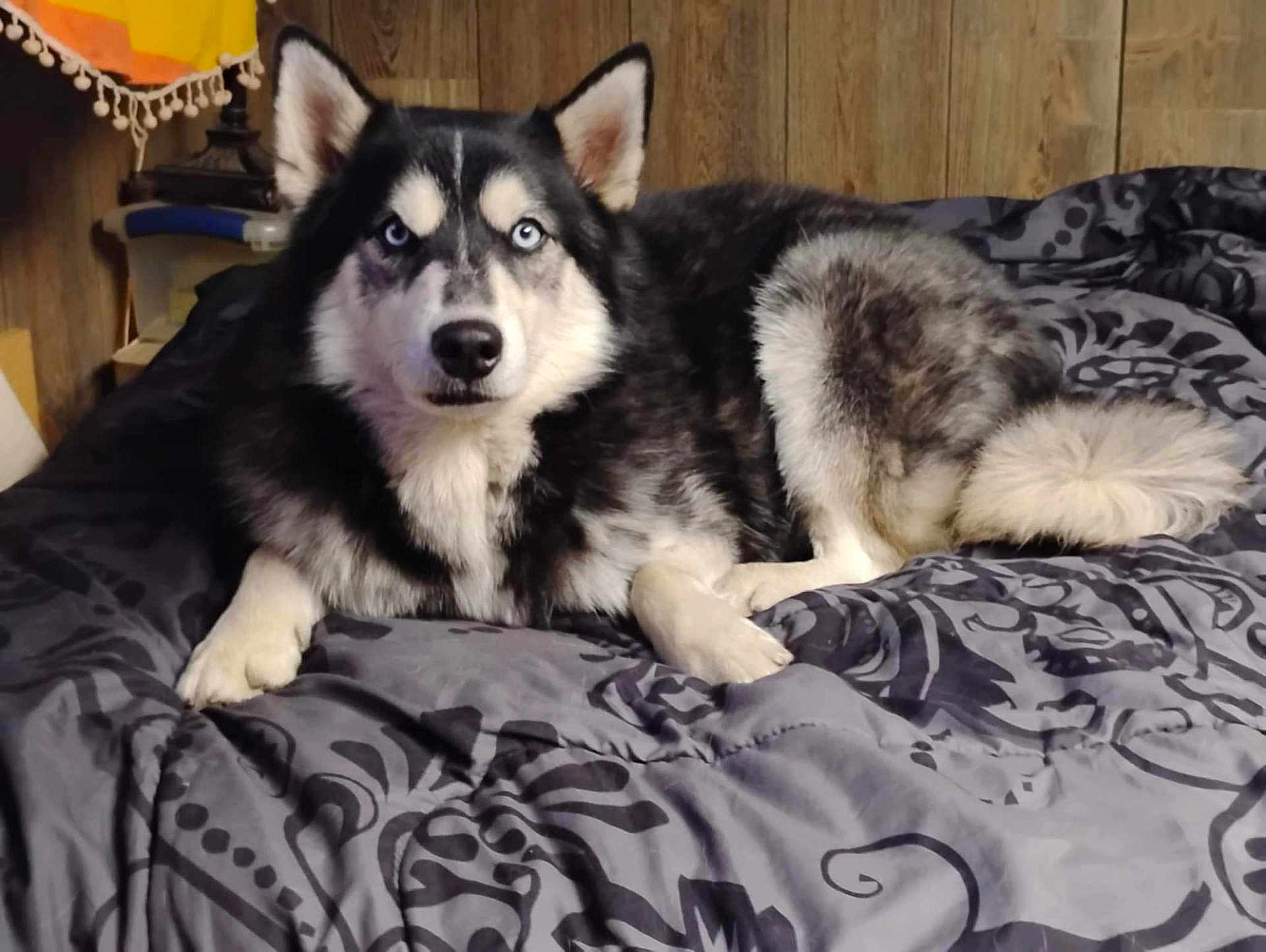 Blaze joined the competition — help win amazing prizes! dog, husky, blue_eyes, fur, pet, bed, blanket, indoor, wooden_wall, resting, animal, canine, laying_down, black_and_white, portrait, cozy, domestic, muzzle, ears, tail