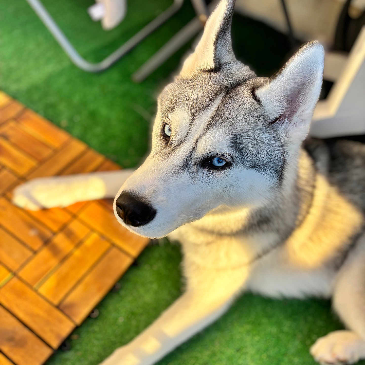 Nua a rejoint le concours — aidez-le/la à gagner de superbes lots ! alloywheel, animal, canine, car, carwheel, dog, eskimodog, grass, hardwood, hound, husky, machine, pet, puppy, spoke, tire, transportation, vehicle, wheel, wood