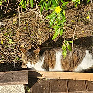 Loki a rejoint le concours — aidez-le/la à gagner de superbes lots ! cat, tabby_cat, wooden_crate, outdoor, sunlight, leaf_litter, green_leaves, yellow_flower, sleeping, animal, pet, nature, wooden_deck, shadow, feline, relaxing, close_up, daylight, small_box, garden