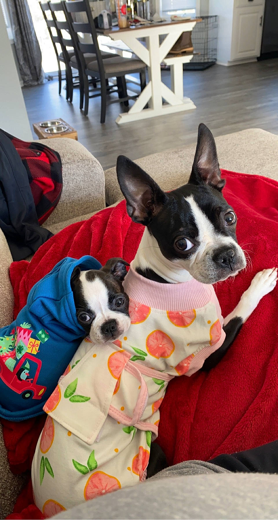 Greta is registered to the contest to win money with this photo: boston_terrier, canidae, carmine, carnivore, chair, collar, comfort, companion_dog, dog, dog_breed, dog_supply, fawn, hardwood, linens, non_sporting_group, pattern, pet_supply, snout, sporting_group, working_animal
