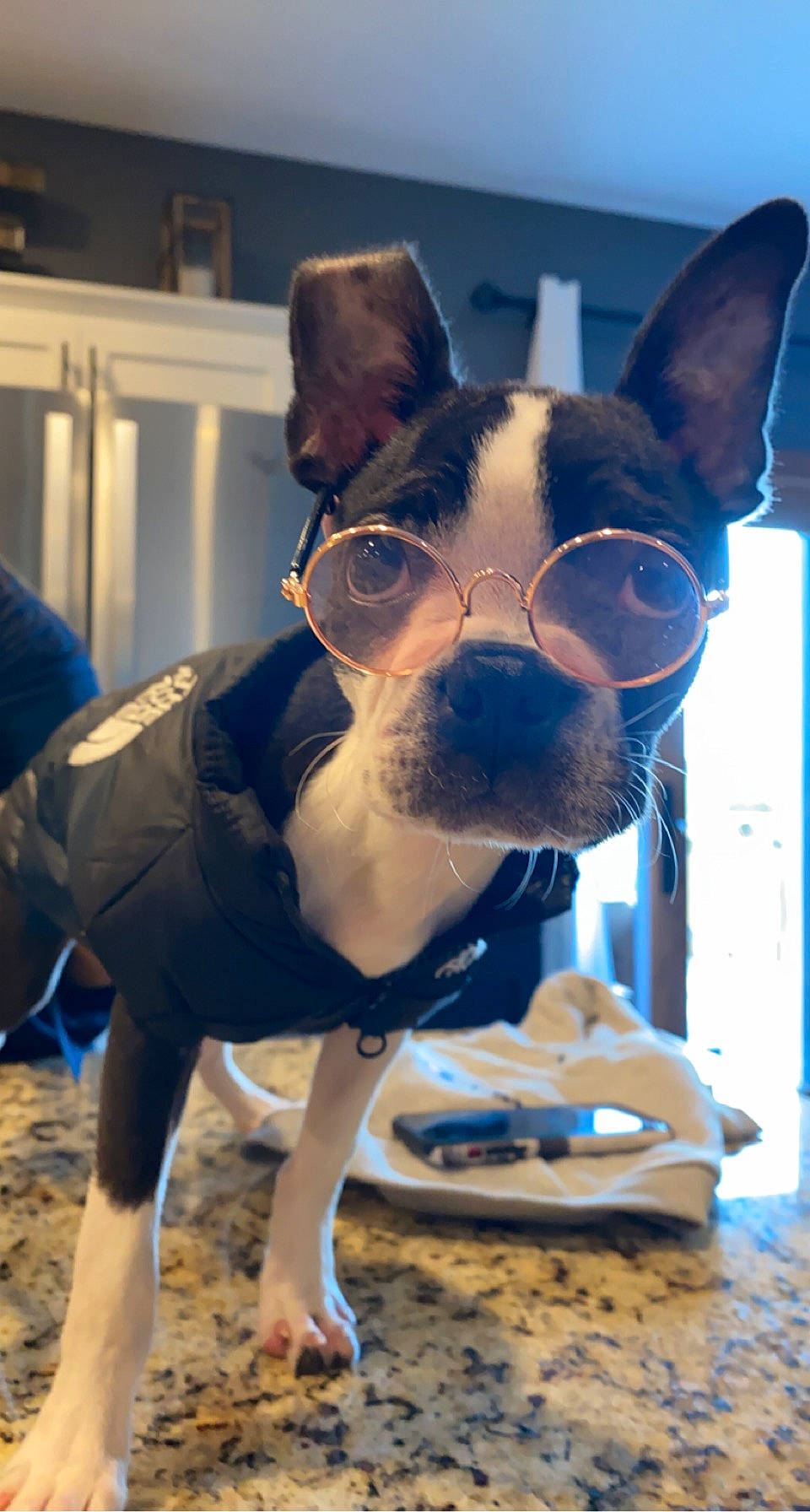 Greta joined the competition — help win amazing prizes! boston_terrier, bulldog, canidae, carnivore, chihuahua, companion_dog, dog, dog_breed, ear, electric_blue, eyewear, fawn, french_bulldog, non_sporting_group, snout, sporting_group, toy_dog, whiskers, window, working_animal