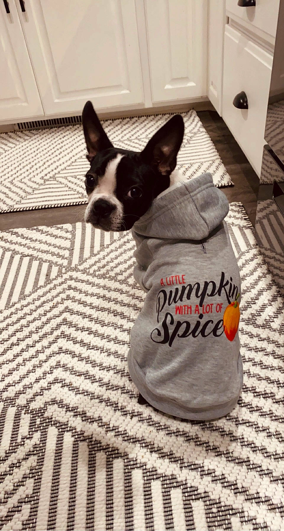 Greta joined the competition — help win amazing prizes! cabinetry, canidae, carnivore, comfort, companion_dog, dog, dog_breed, dog_supply, fawn, floor, flooring, grey, linens, pattern, snout, sporting_group, toy_dog, whiskers, wood, working_animal