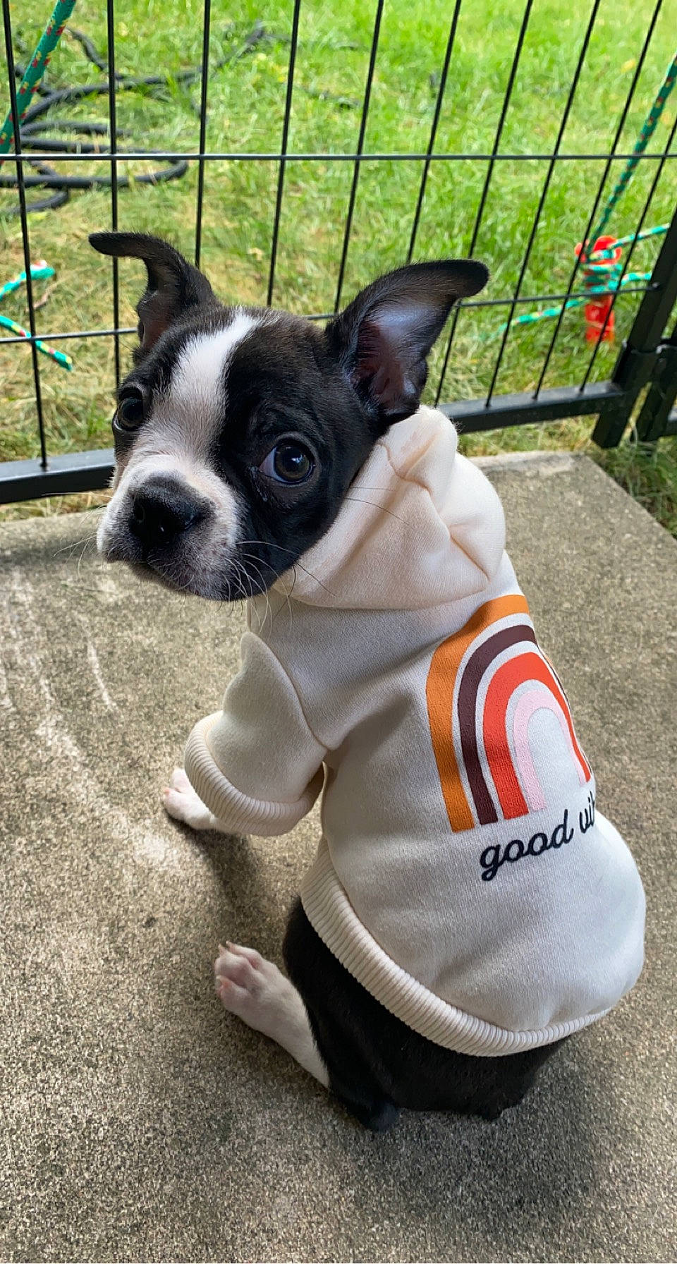Greta joined the competition — help win amazing prizes! boston_terrier, canidae, carnivore, collar, companion_dog, dog, dog_breed, dog_collar, dog_supply, fawn, fence, french_bulldog, fur, grass, snout, tail, terrestrial_animal, toy_dog, whiskers, working_animal
