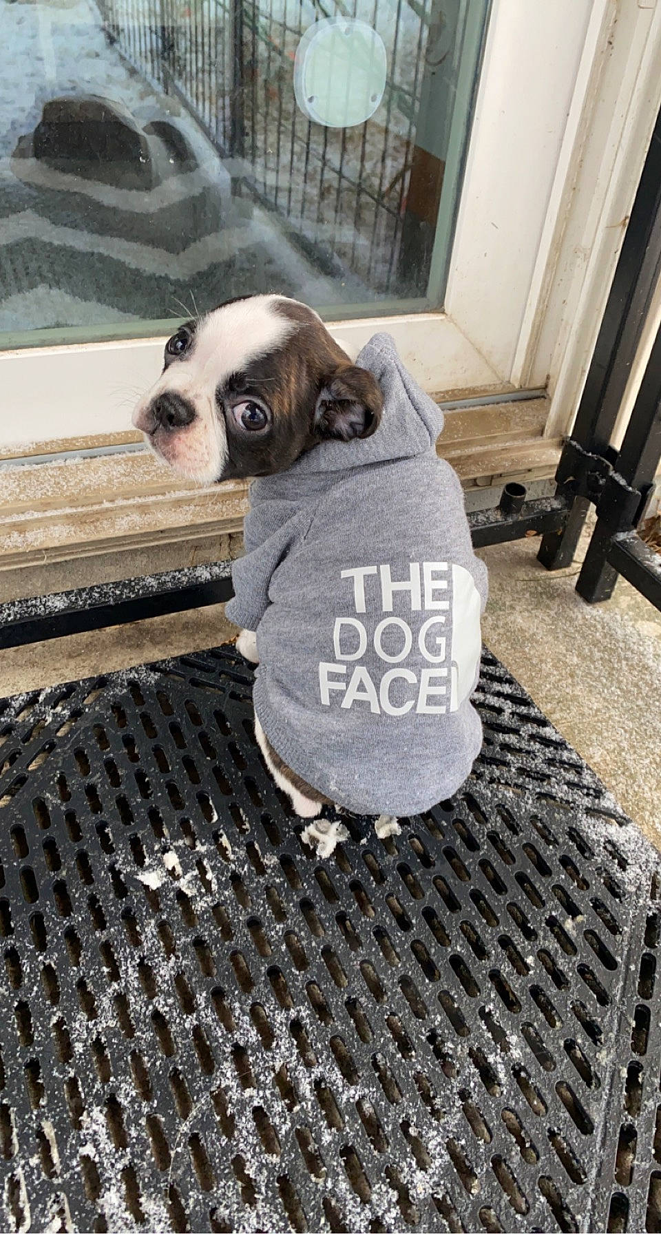 Maggie joined the competition — help win amazing prizes! canidae, carnivore, companion_dog, dog, dog_breed, dog_clothes, dog_supply, door, fawn, floor, flooring, font, fur, pet_supply, pug, snout, sporting_group, toy_dog, wood, working_animal