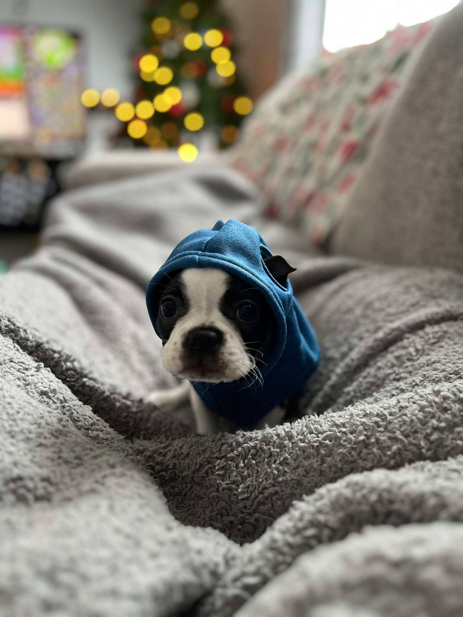 Maggie joined the competition — help win amazing prizes! canidae, carnivore, chair, comfort, companion_dog, couch, dog, dog_breed, fawn, flooring, fur, grey, light, linens, sitting, snout, sporting_group, toy_dog, whiskers, white