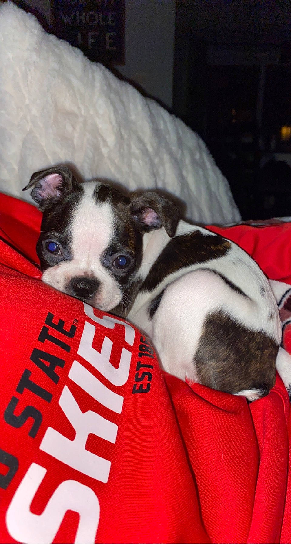 Maggie joined the competition — help win amazing prizes! boston_terrier, canidae, carmine, carnivore, comfort, companion_dog, dog, dog_breed, event, fawn, fur, non_sporting_group, puppy, snout, sporting_group, toy_dog, vertebrate, whiskers, working_animal