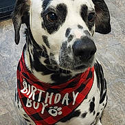 Oreo joined the competition — help win amazing prizes! dog, dalmatian, birthday, party_hat, bandana, birthday_boy, spotted, black_and_white, pet, canine, sitting, portrait, indoors, tile_floor, dog_cage, red, costume, celebration, collar, funny