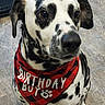 dog, dalmatian, birthday, party_hat, bandana, birthday_boy, spotted, black_and_white, pet, canine, sitting, portrait, indoors, tile_floor, dog_cage, red, costume, celebration, collar, funny