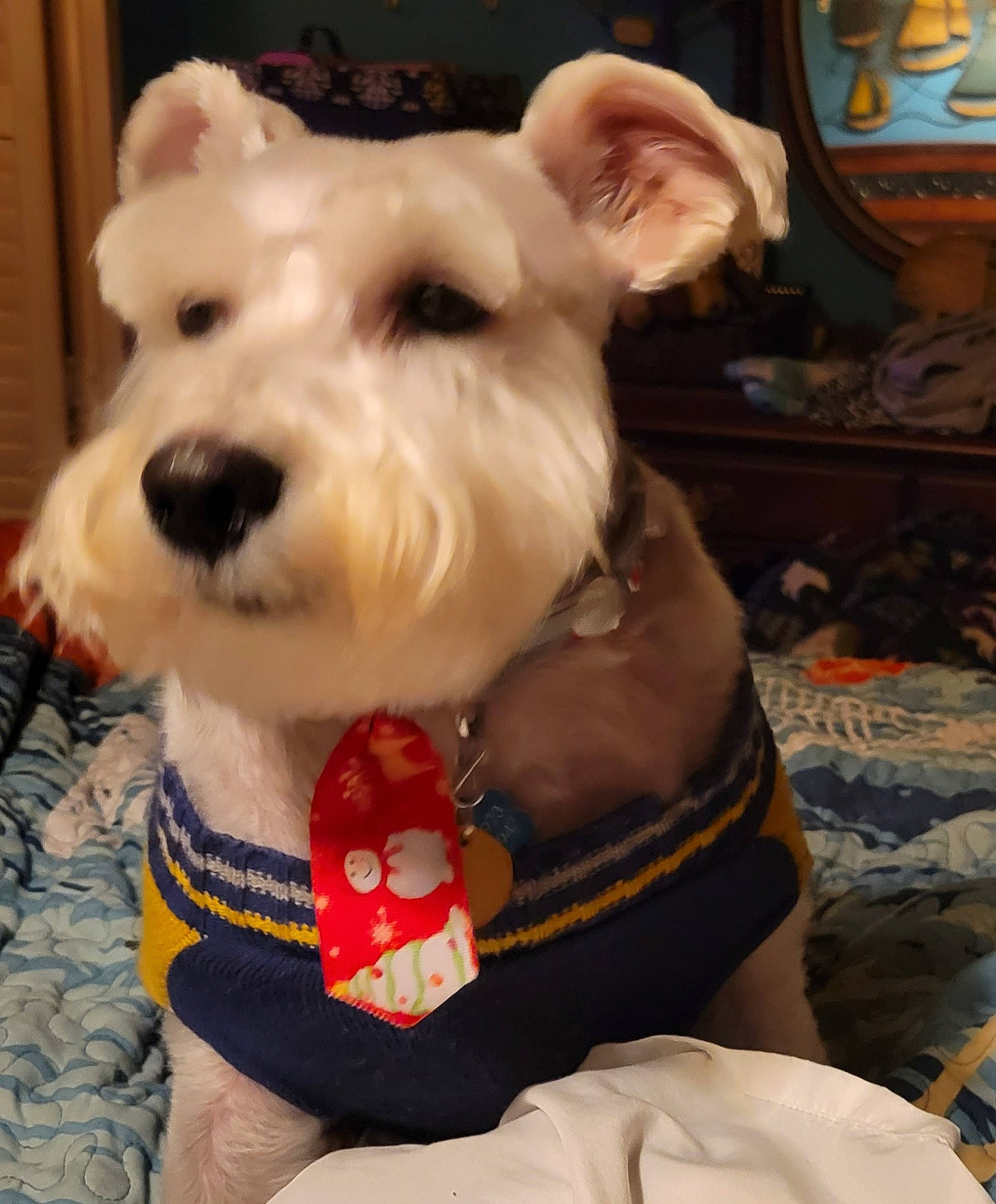Zeke is registered to the contest to win money with this photo: canidae, carnivore, collar, companion_dog, dog, dog_breed, dog_clothes, dog_collar, dog_supply, event, fashion_accessory, fawn, fur, pattern, pet_supply, small_terrier, snout, sporting_group, terrier, working_animal