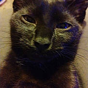 Kai joined the competition — help win amazing prizes! animal, black_cat, cat, close_up, closeup, companion, cute, domestic_animal, ears, face, feline, fur, indoor, mammal, nose, pet, portrait, relaxed, sleepy, whiskers