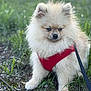 dog, puppy, pomeranian, fluffy, red_harness, grass, outdoor, pet, canine, leash, small_dog, nature, fur, animal, cute, young_dog, sitting, closeup, portrait, ground
