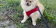 Milou participe au concours pour gagner de l'argent avec cette photo : dog, puppy, pomeranian, red_harness, leash, grass, gravel, outdoor, nature, pet, small_dog, fluffy, cute, sitting, animal, greenery, trees, daylight, fur, ground