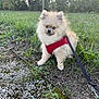 dog, puppy, pomeranian, red_harness, leash, grass, gravel, outdoor, nature, pet, small_dog, fluffy, cute, sitting, animal, greenery, trees, daylight, fur, ground