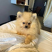 Milou a rejoint le concours — aidez-le/la à gagner de superbes lots ! puppy, dog, pomeranian, fluffy, bed, white_bedspread, indoor, room, furniture, desk, chair, door, floor, cute, pet, animal, small_dog, fur, canine, relaxed
