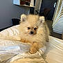 puppy, dog, pomeranian, fluffy, bed, white_bedspread, indoor, room, furniture, desk, chair, door, floor, cute, pet, animal, small_dog, fur, canine, relaxed
