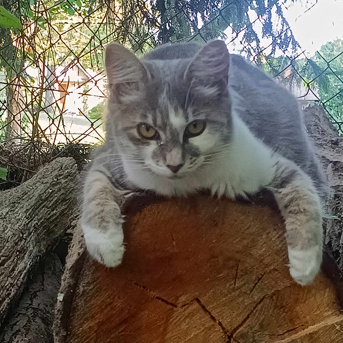 Chipy a rejoint le concours — aidez-le/la à gagner de superbes lots ! animal, cat, close_up, curious, daylight, fence, fur, gray_cat, greenery, mammal, nature, outdoor, paws, pet, resting, tree_log, whiskers, white_cat, wildlife, wood