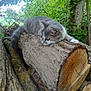 Chipy a rejoint le concours — aidez-le/la à gagner de superbes lots ! cat, gray_cat, white_cat, log, wood, tree_log, outdoor, nature, greenery, fence, chain_link_fence, resting, animal, pet, mammal, closeup, daylight, relaxing, wildlife, woodpile
