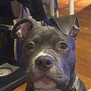 Tank is registered to the contest to win money with this photo: dog, puppy, close_up, portrait, black_dog, gray_dog, floppy_ears, large_nose, brown_eyes, camouflage, collar, indoor, hardwood_floor, furniture, table, chair, pet, adorable, serious_expression, animal_photography