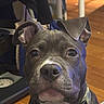 dog, puppy, close_up, portrait, black_dog, gray_dog, floppy_ears, large_nose, brown_eyes, camouflage, collar, indoor, hardwood_floor, furniture, table, chair, pet, adorable, serious_expression, animal_photography