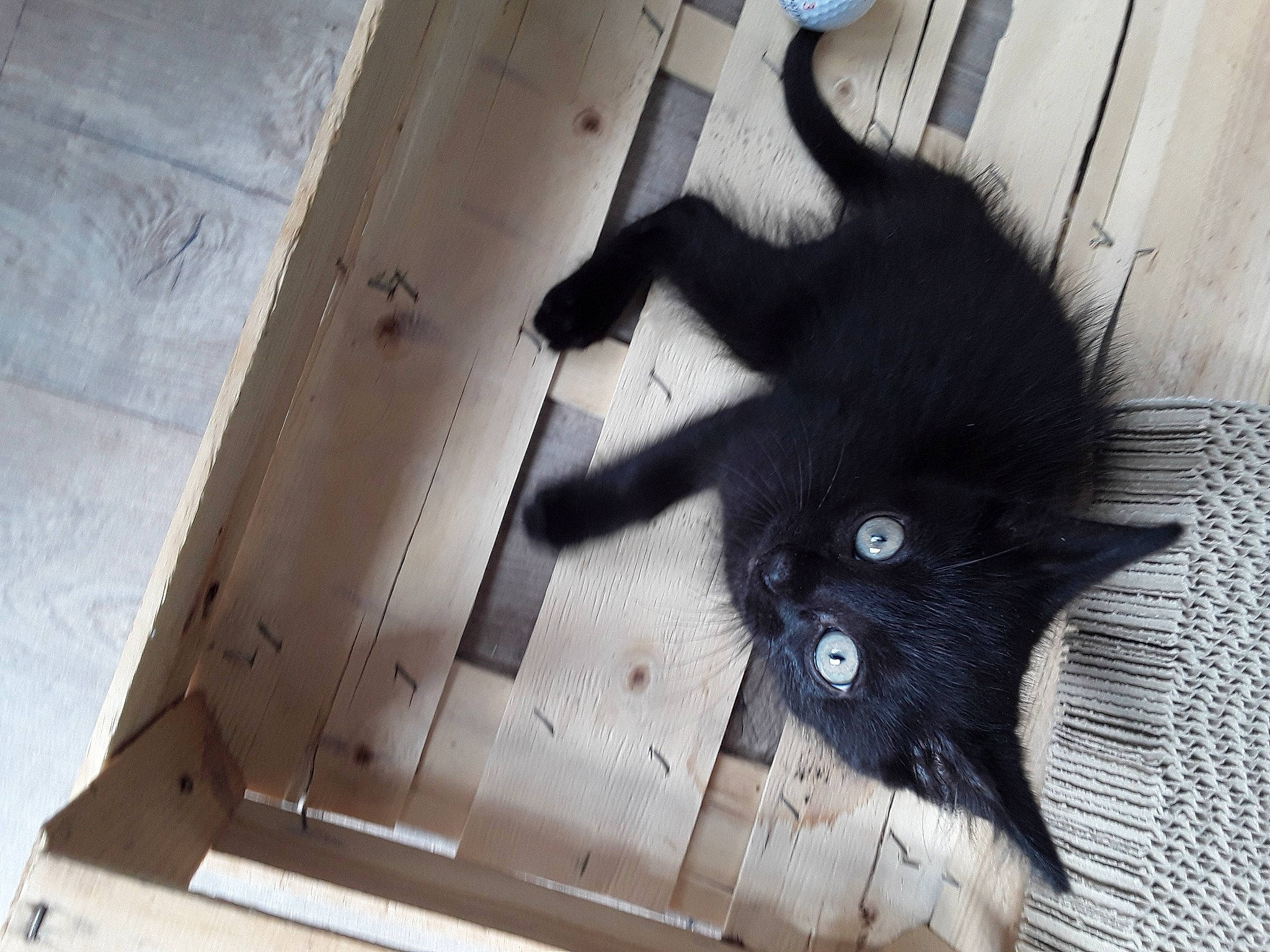 Karl participe au concours pour gagner de l'argent avec cette photo : black_cat, cardboard, carnivore, cat, claw, domestic_short_haired_cat, felidae, floor, flooring, fur, hardwood, paper_product, pattern, paw, shadow, small_to_medium_sized_cats, snout, tail, whiskers, wood