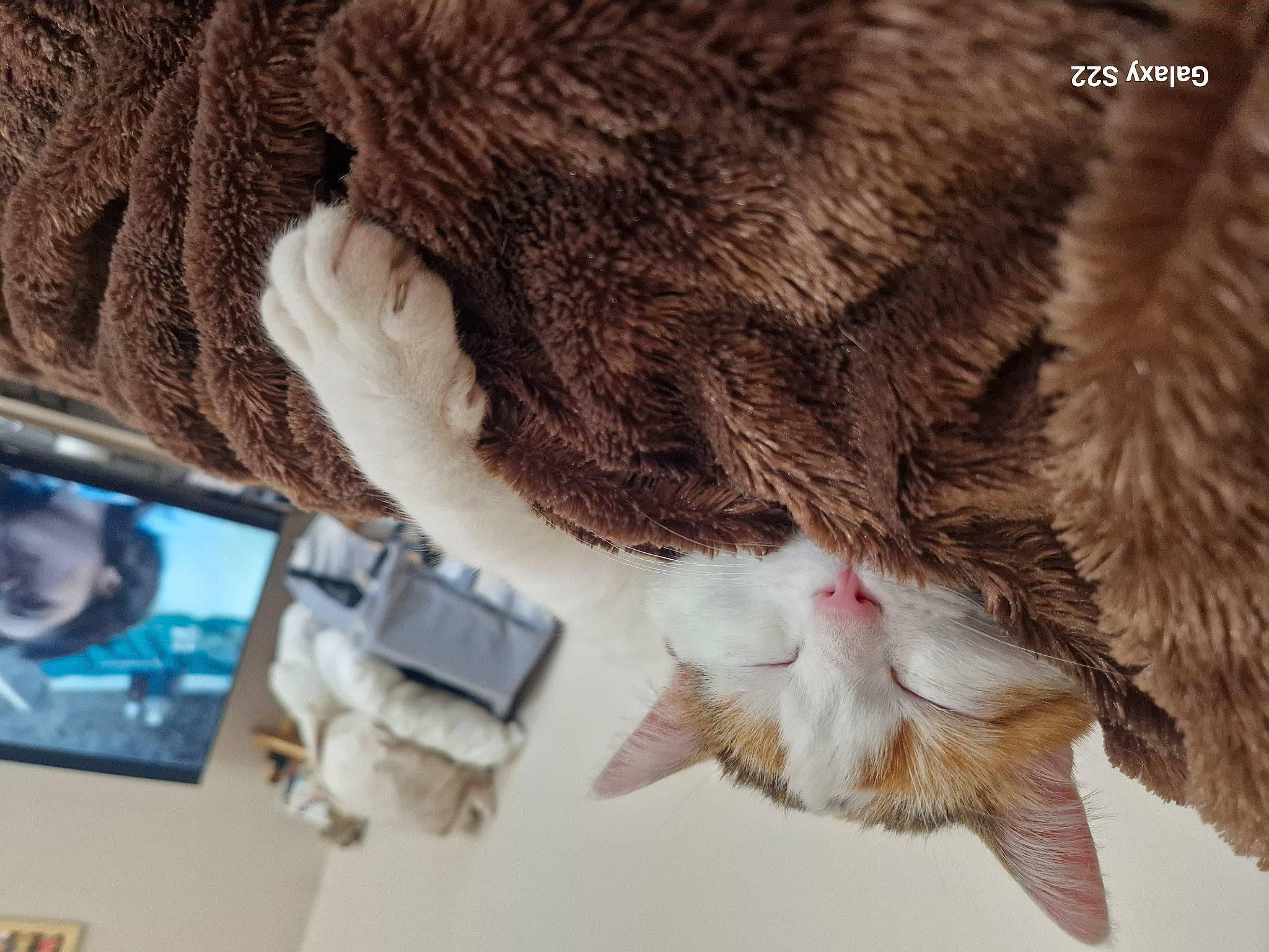 Whizz a rejoint le concours — aidez-le/la à gagner de superbes lots ! canidae, carnivore, cat, claw, dog_breed, domestic_short_haired_cat, eyelash, felidae, fur, gesture, liver, paw, small_to_medium_sized_cats, snout, sporting_group, tail, terrestrial_animal, whiskers