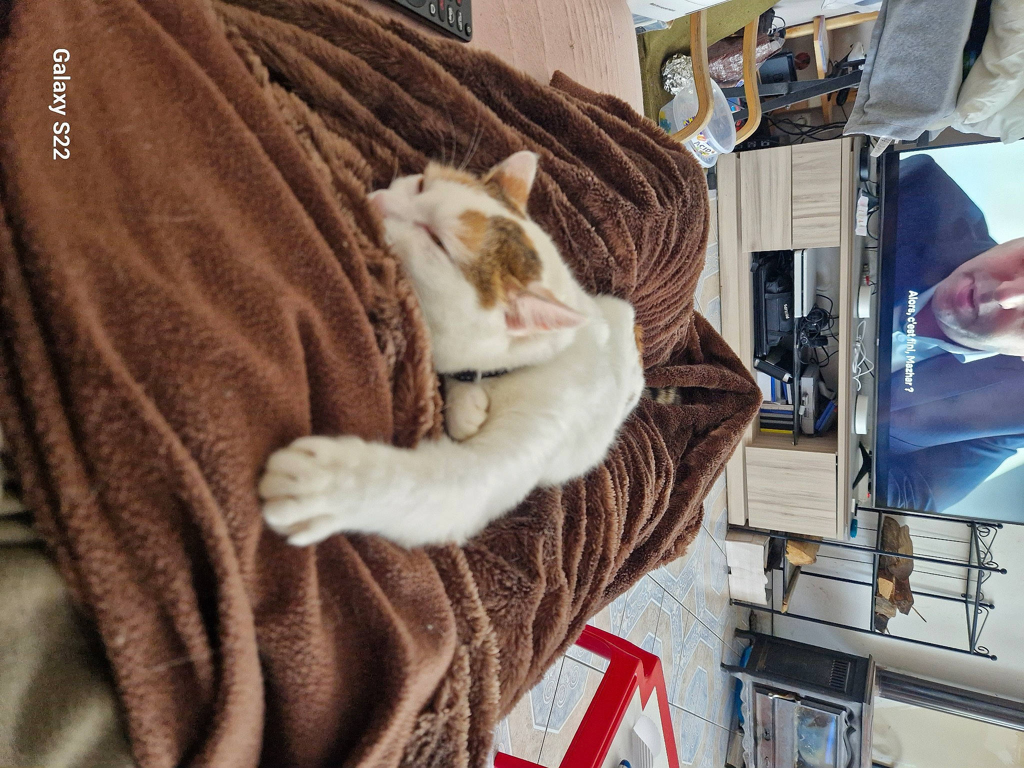 Whizz participe au concours pour gagner de l'argent avec cette photo : canidae, carnivore, cat, comfort, companion_dog, domestic_short_haired_cat, fawn, felidae, fur, linens, machine, paw, room, small_to_medium_sized_cats, sporting_group, tail, textile, whiskers, wood, wool