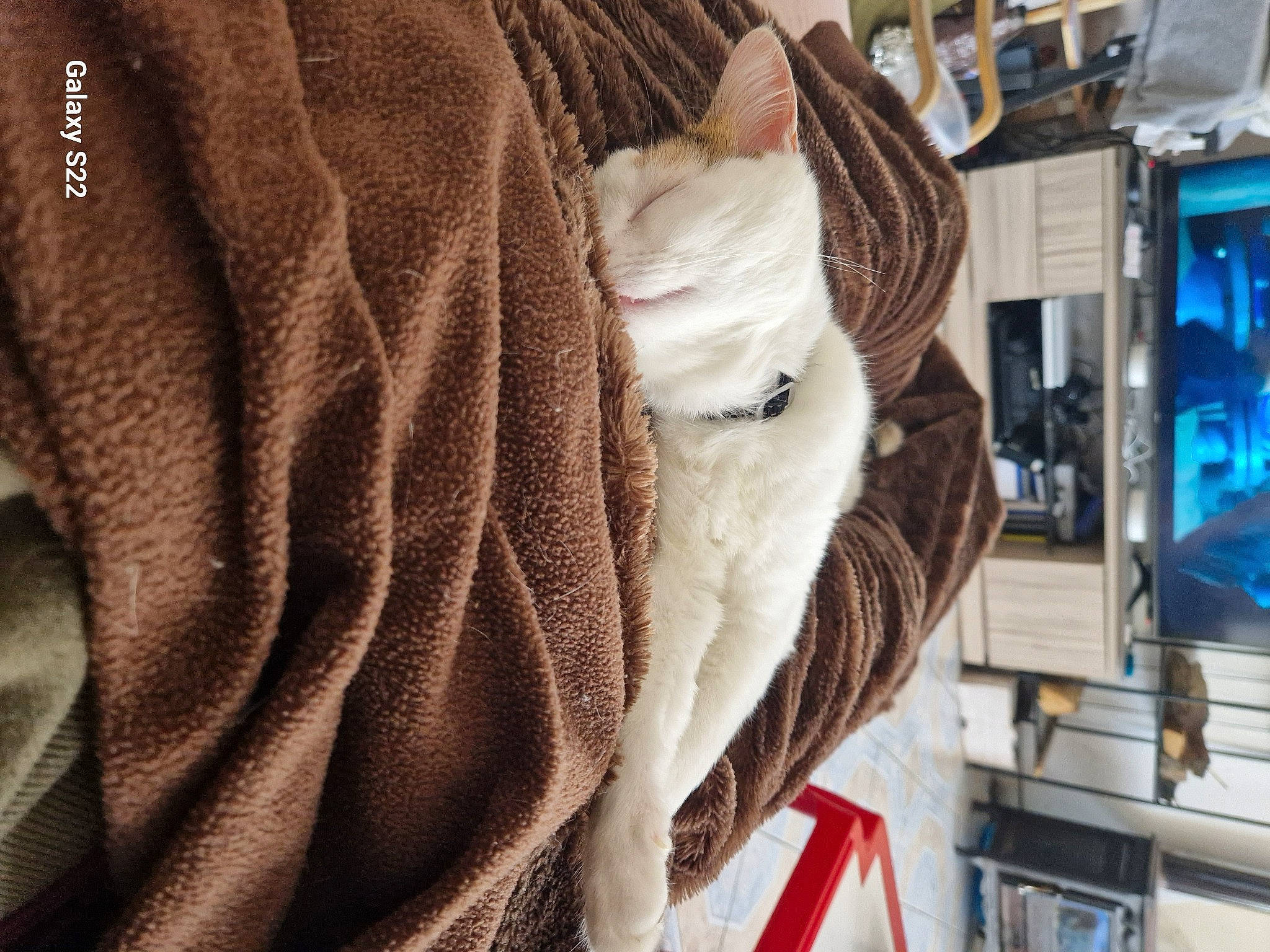 Whizz a rejoint le concours — aidez-le/la à gagner de superbes lots ! carnivore, cat, comfort, fashion_accessory, fawn, felidae, fur, fur_clothing, human_leg, linens, machine, sleeve, small_to_medium_sized_cats, textile, thread, whiskers, wood, wool, woolen, woven_fabric