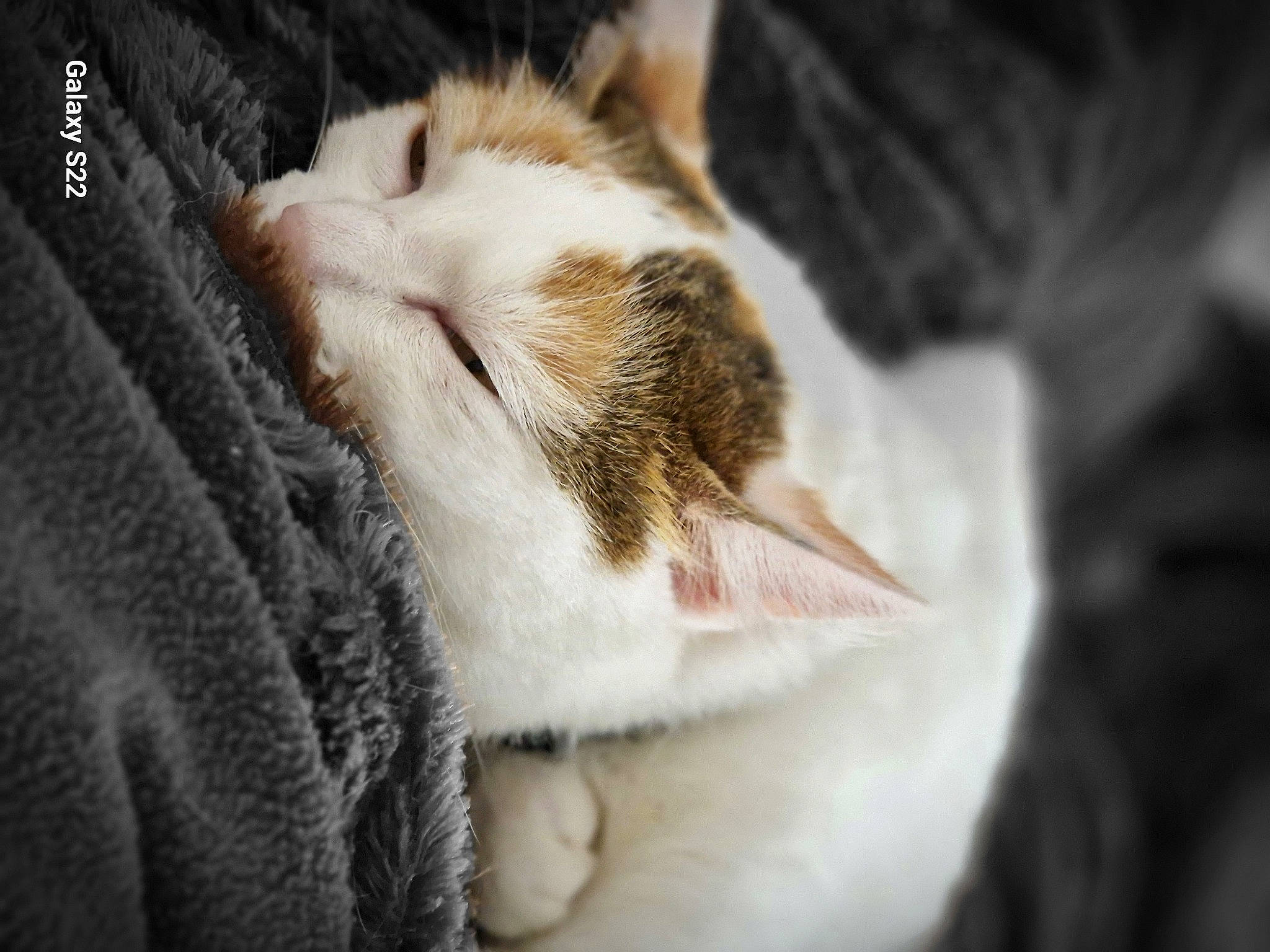 Whizz participe au concours pour gagner de l'argent avec cette photo : carnivore, cat, claw, comfort, domestic_short_haired_cat, felidae, fur, nap, paw, sleep, small_to_medium_sized_cats, snout, tail, terrestrial_animal, whiskers