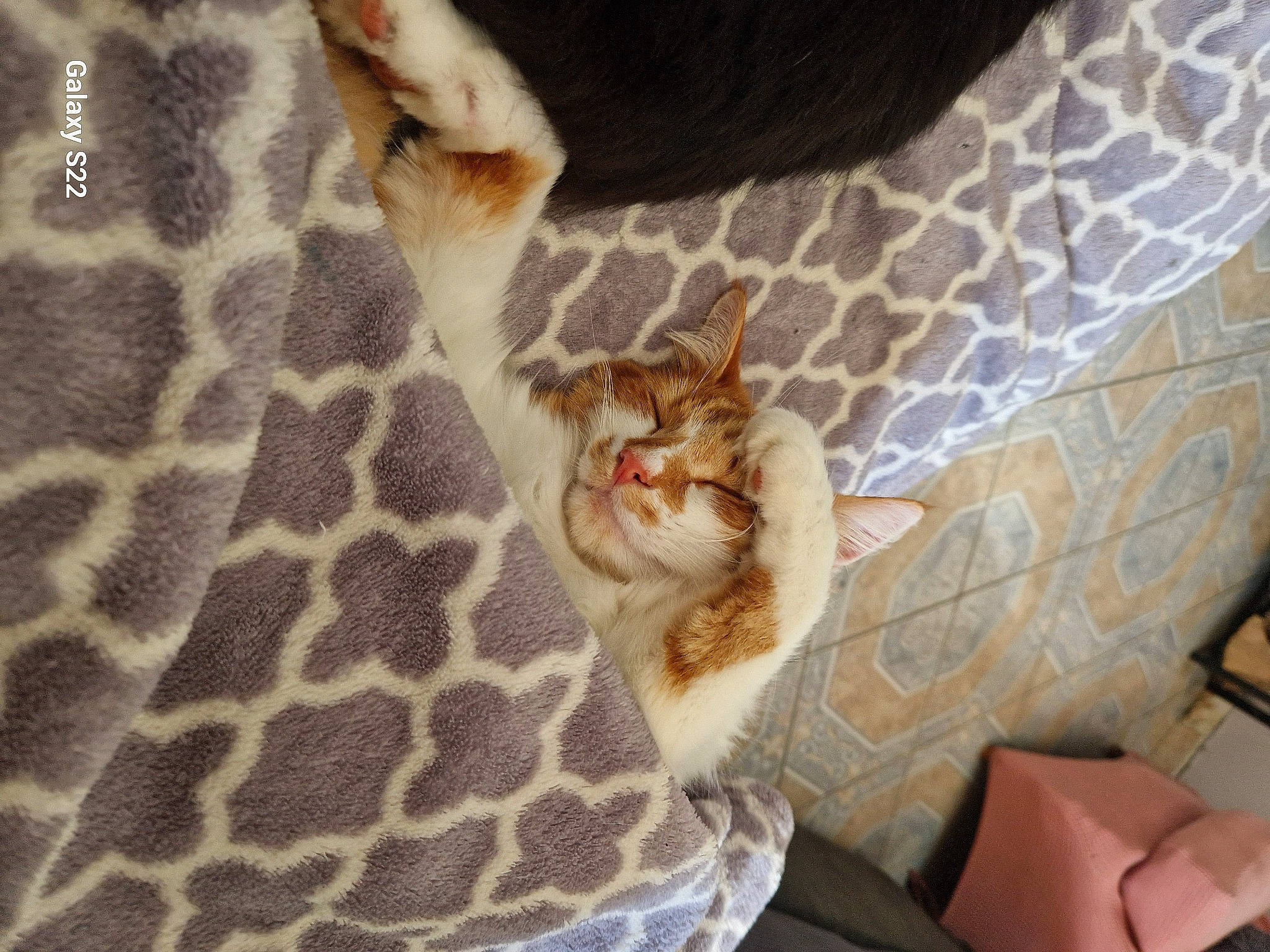 Roucky participe au concours pour gagner de l'argent avec cette photo : carnivore, cat, comfort, couch, domestic_short_haired_cat, elbow, fawn, felidae, fur, giraffe, giraffidae, human_leg, linens, neck, organism, pattern, small_to_medium_sized_cats, terrestrial_animal, whiskers, wildlife