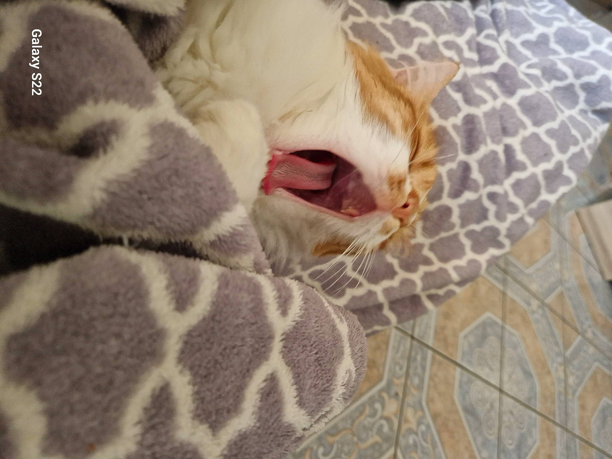 Roucky participe au concours pour gagner de l'argent avec cette photo : carnivore, cat, cat_bed, cat_supply, claw, comfort, domestic_short_haired_cat, fawn, felidae, fur, linens, nap, pattern, paw, small_to_medium_sized_cats, snout, tail, terrestrial_animal, thread, whiskers