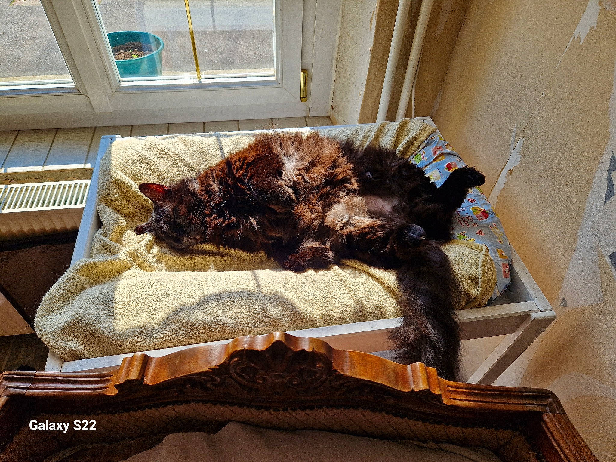 Cocaïne participe au concours pour gagner de l'argent avec cette photo : canidae, carnivore, cat, comfort, companion_dog, couch, dog_breed, felidae, flooring, fur, living_room, mammal, small_to_medium_sized_cats, sporting_group, studio_couch, tail, vertebrate, whiskers, window, wood