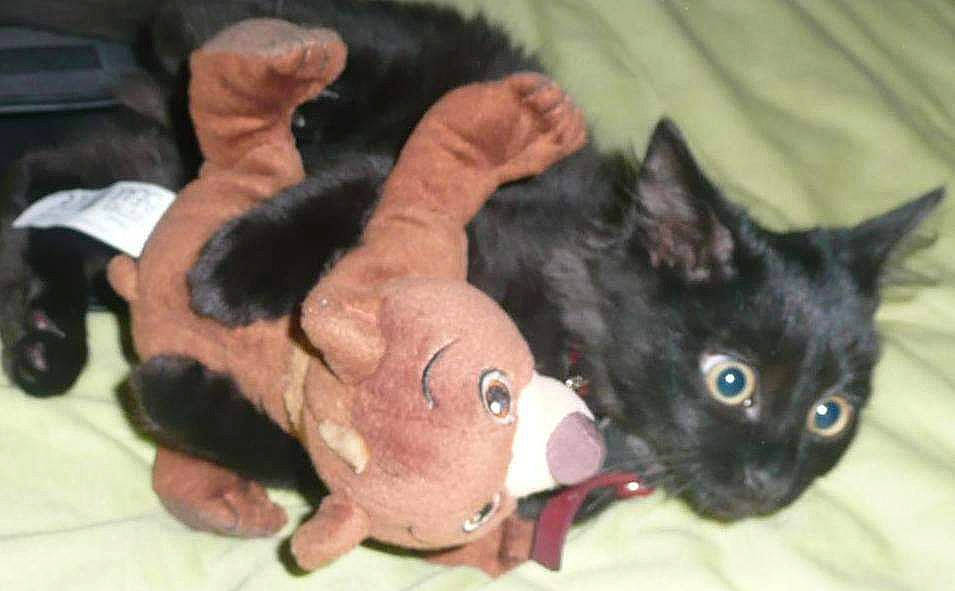 Cocaïne participe au concours pour gagner de l'argent avec cette photo : black_cat, bombay, carnivore, cat, claw, comfort, companion_dog, dog_breed, domestic_short_haired_cat, ear, eye, fawn, felidae, foot, fur, paw, small_to_medium_sized_cats, snout, tail, whiskers