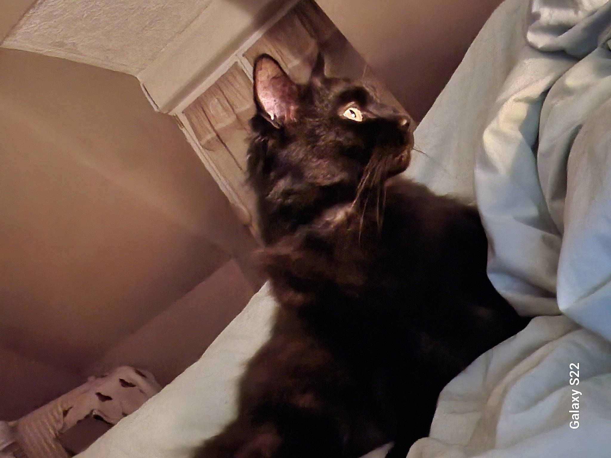 Cocaïne a rejoint le concours — aidez-le/la à gagner de superbes lots ! bed, black_cat, box, carnivore, cat, claw, comfort, domestic_short_haired_cat, ear, felidae, formal_wear, fur, gesture, grey, havana_brown, paw, small_to_medium_sized_cats, snout, tail, whiskers