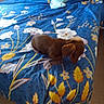 Boopie a rejoint le concours — aidez-le/la à gagner de superbes lots ! dog, dachshund, bed, bedspread, floral_pattern, blue, yellow, white, brown, carpet, indoor, pet, small_dog, animal, fur, sitting, resting, cute, cozy, home
