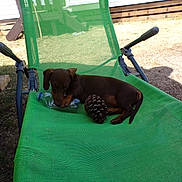 Boopie a rejoint le concours — aidez-le/la à gagner de superbes lots ! dog, puppy, dachshund, green_chair, plastic_bottle, pine_cone, outdoor, sunny, grass, yard, pet, animal, relaxing, mesh_fabric, brown_dog, small_dog, daylight, casual, lawn, summer