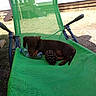 dog, puppy, dachshund, green_chair, plastic_bottle, pine_cone, outdoor, sunny, grass, yard, pet, animal, relaxing, mesh_fabric, brown_dog, small_dog, daylight, casual, lawn, summer