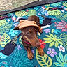 dog, puppy, brown_dog, hat, blanket, tropical_pattern, toucan, leaf_pattern, outdoor, grass, collar, pet, animal, cute, sitting, colorful, nature, playful, young_dog, canine