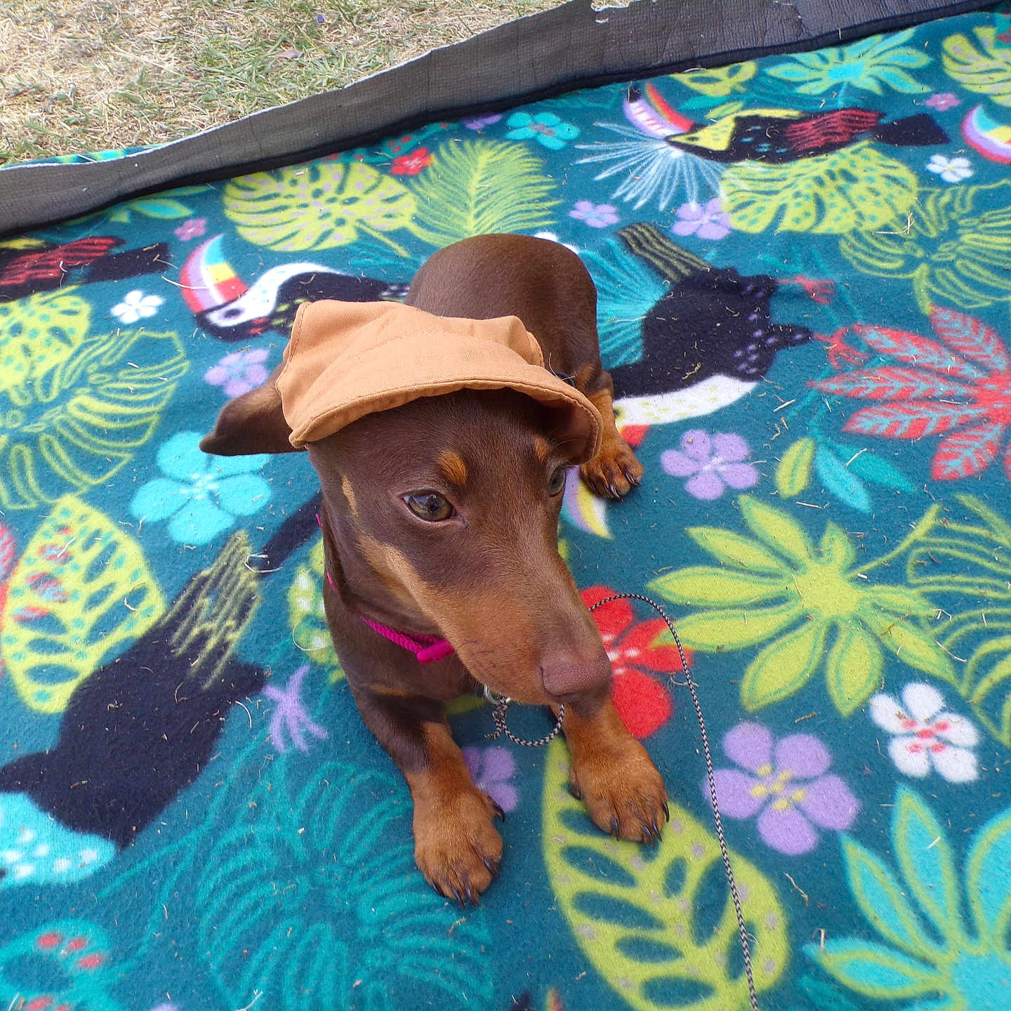 Boopie a rejoint le concours — aidez-le/la à gagner de superbes lots ! dog, puppy, brown_dog, hat, blanket, tropical_pattern, toucan, leaf_pattern, outdoor, grass, collar, pet, animal, cute, sitting, colorful, nature, playful, young_dog, canine