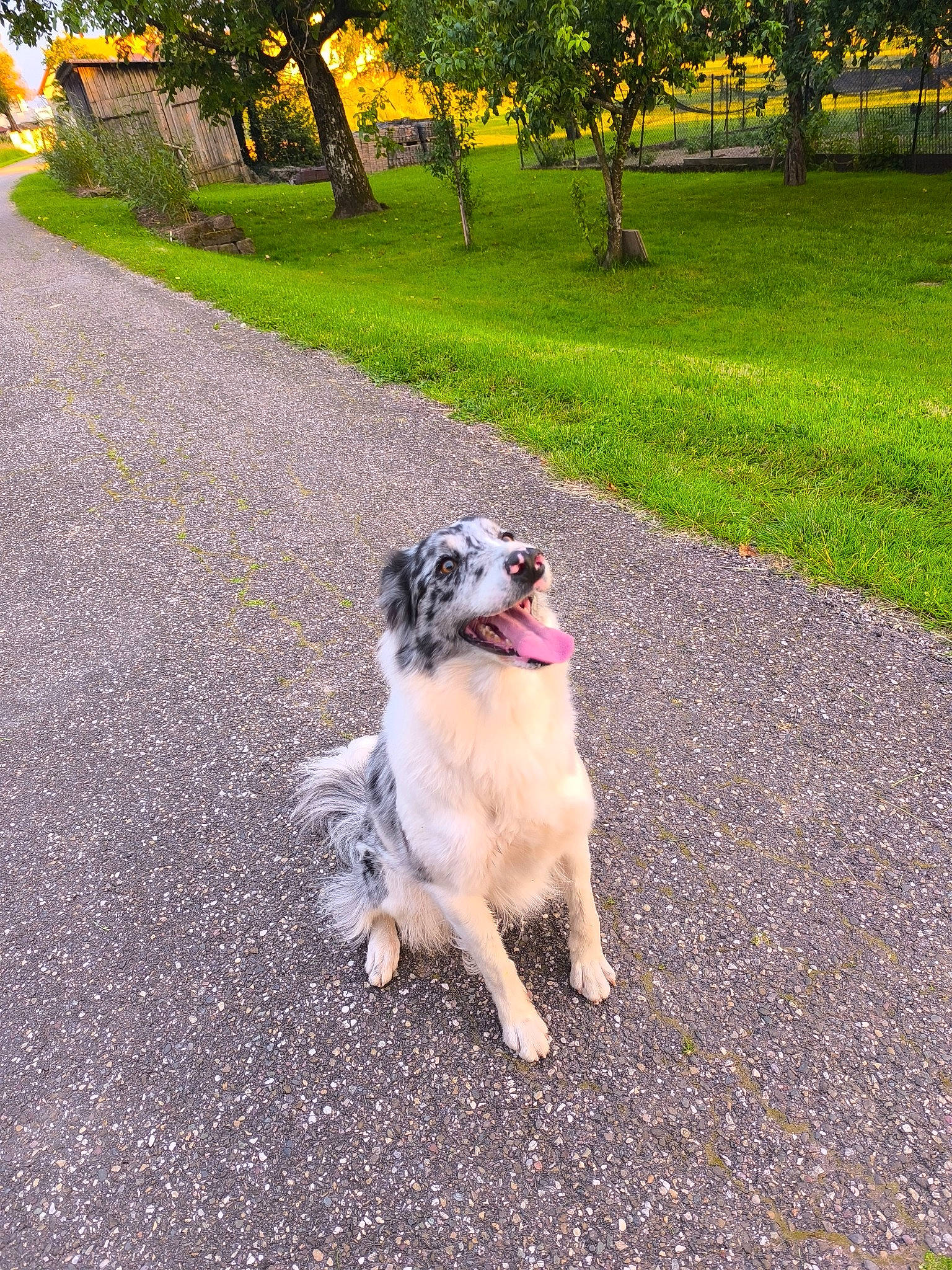Tweex participe au concours pour gagner de l'argent avec cette photo : asphalt, carnivore, companion_dog, dog, dog_breed, fawn, grass, leaf, leisure, plant, road, road_surface, sidewalk, snout, soil, sporting_group, tints_and_shades, toy_dog, tree, yellow