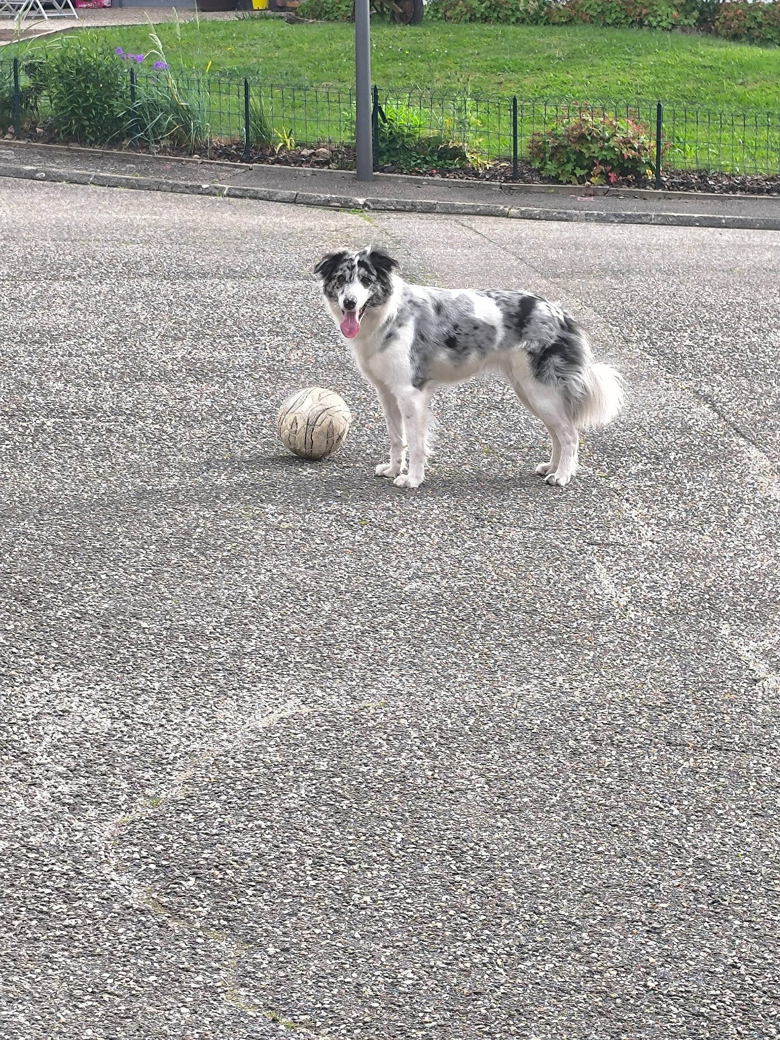 Tweex a rejoint le concours — aidez-le/la à gagner de superbes lots ! asphalt, automotive_tire, canidae, carnivore, companion_dog, concrete, dog, dog_breed, fence, grass, non_sporting_group, plant, road_surface, soil, sporting_group, tail, tar, tree, working_animal, working_dog