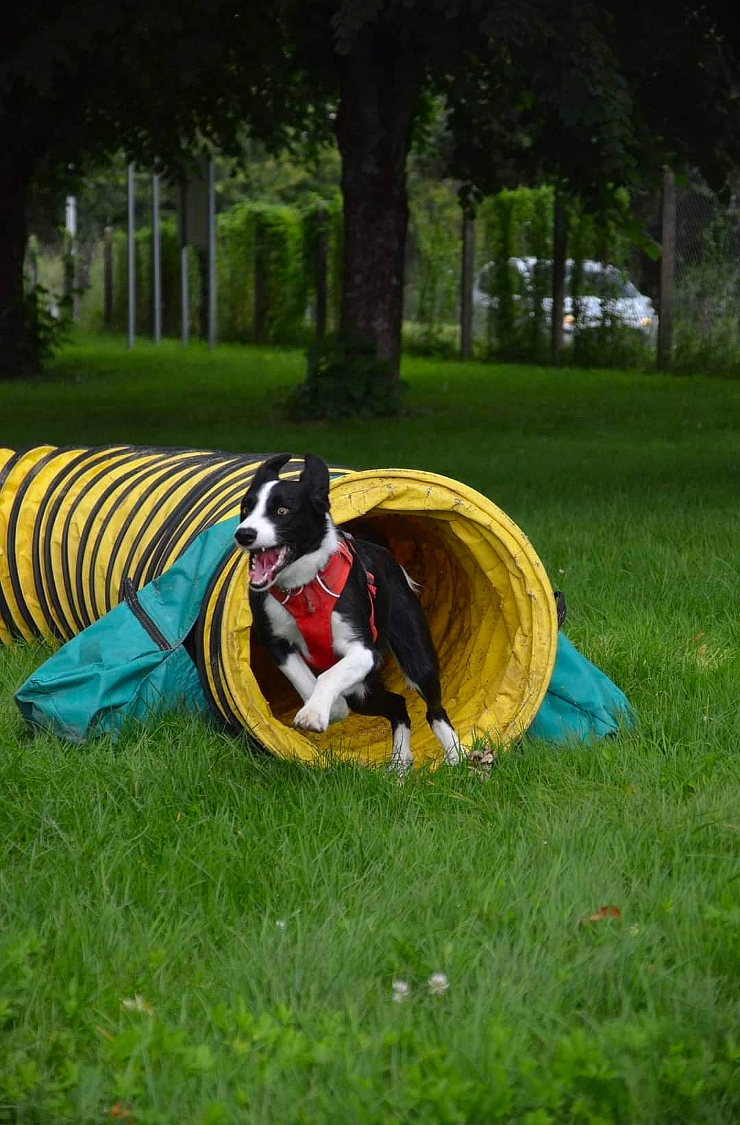 Olaf a rejoint le concours — aidez-le/la à gagner de superbes lots ! canidae, carnivore, companion_dog, dog, dog_breed, fun, grass, grass_family, grassland, happy, lawn, leisure, meadow, people_in_nature, plant, recreation, sitting, sporting_group, tints_and_shades, tree