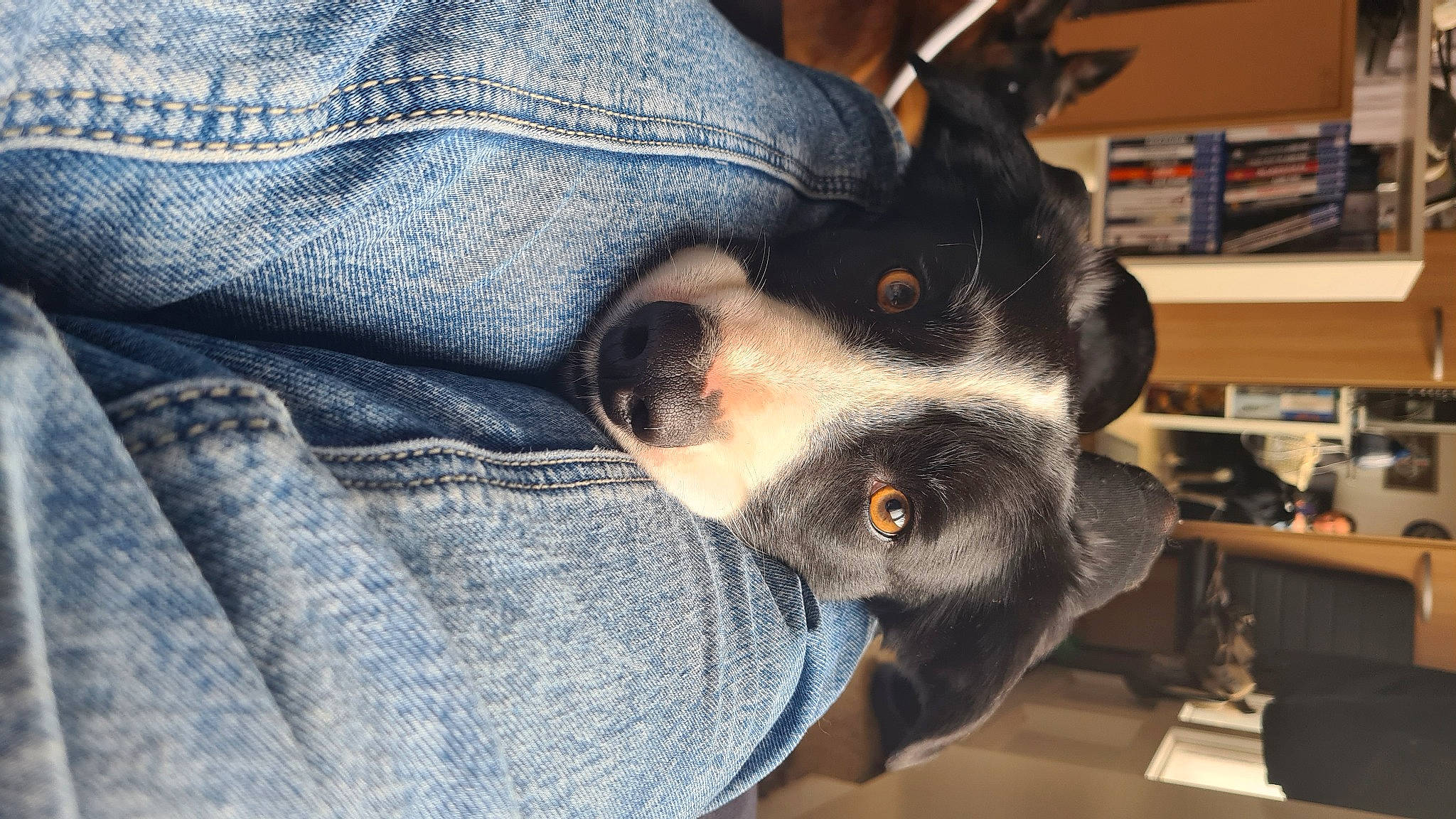 Olaf a rejoint le concours — aidez-le/la à gagner de superbes lots ! bookcase, carnivore, comfort, companion_dog, denim, dog, dog_breed, ear, electric_blue, fur, human_leg, shelf, shelving, sleeve, snout, sporting_group, toy_dog, whiskers, working_animal, wrist