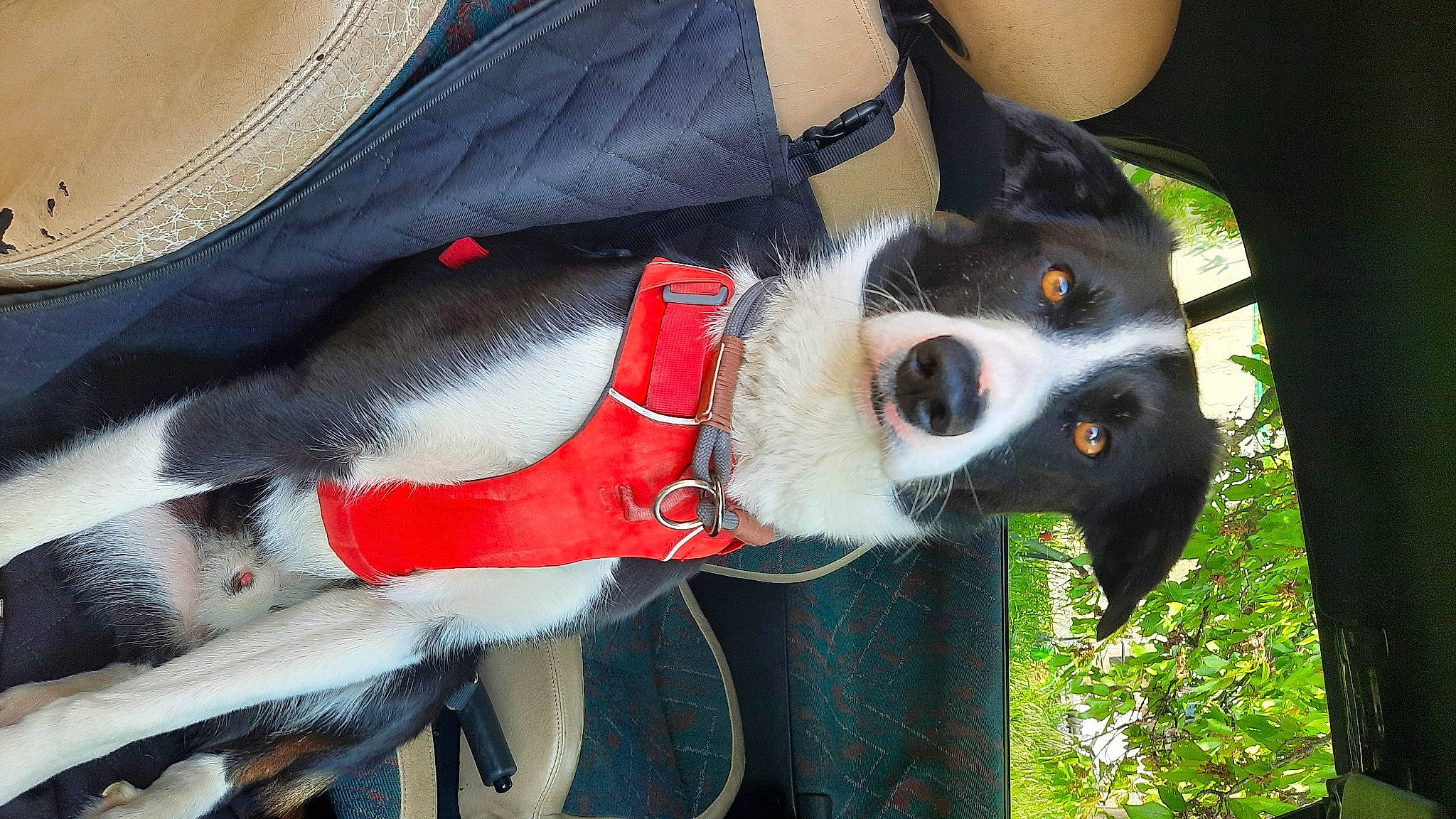 Olaf a rejoint le concours — aidez-le/la à gagner de superbes lots ! canidae, carmine, carnivore, collar, companion_dog, dog, dog_breed, dog_collar, dog_supply, fawn, fictional_character, formal_wear, fur, personal_protective_equipment, plant, snout, sporting_group, tree, whiskers, working_animal