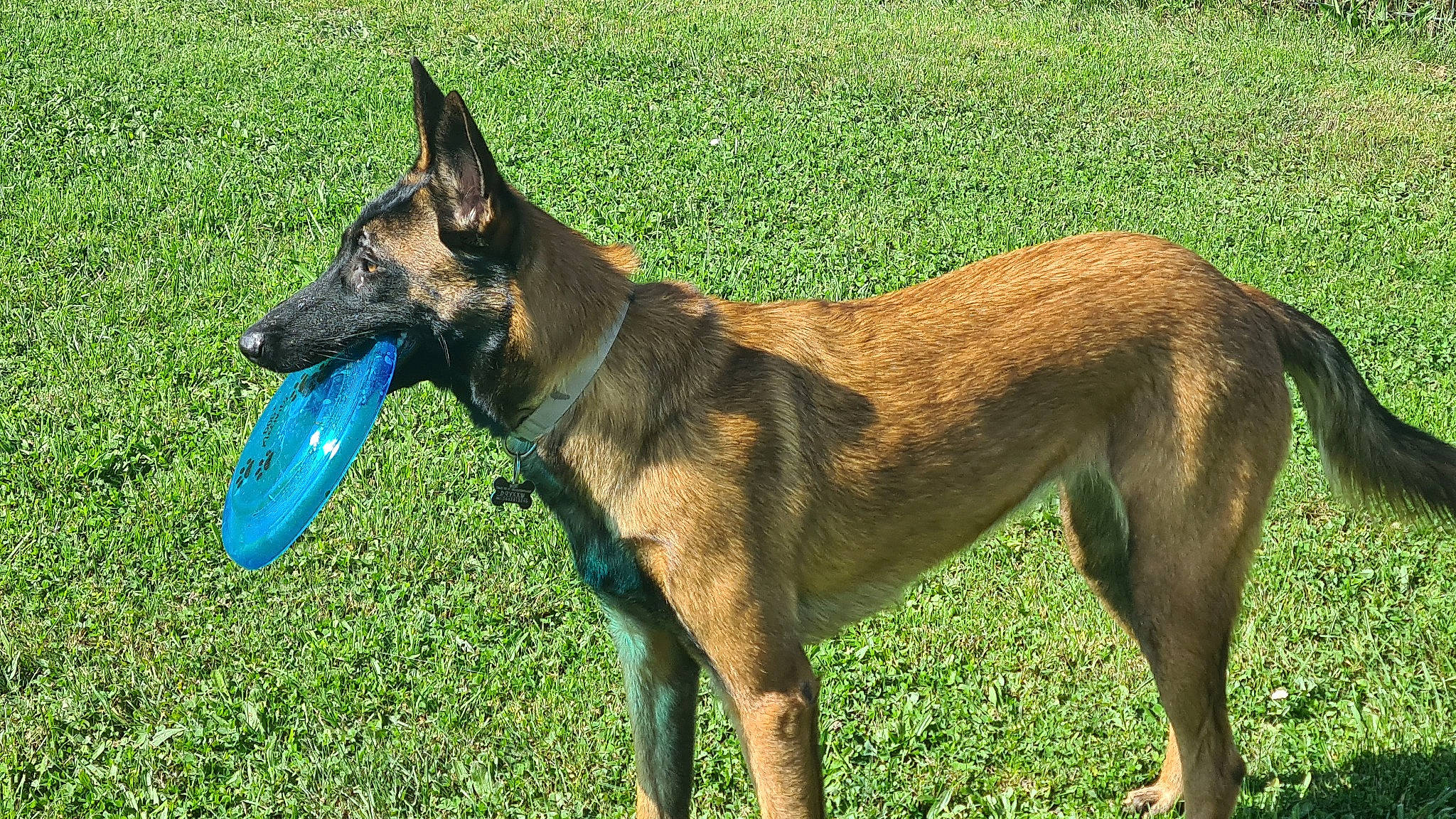 Bruni a rejoint le concours — aidez-le/la à gagner de superbes lots ! belgian_shepherd_malinois, canidae, carnivore, collar, companion_dog, dog, dog_breed, dog_collar, dog_sports, dog_supply, fawn, grass, herding_dog, old_german_shepherd_dog, snout, sporting_group, tail, terrestrial_animal, working_animal, working_dog