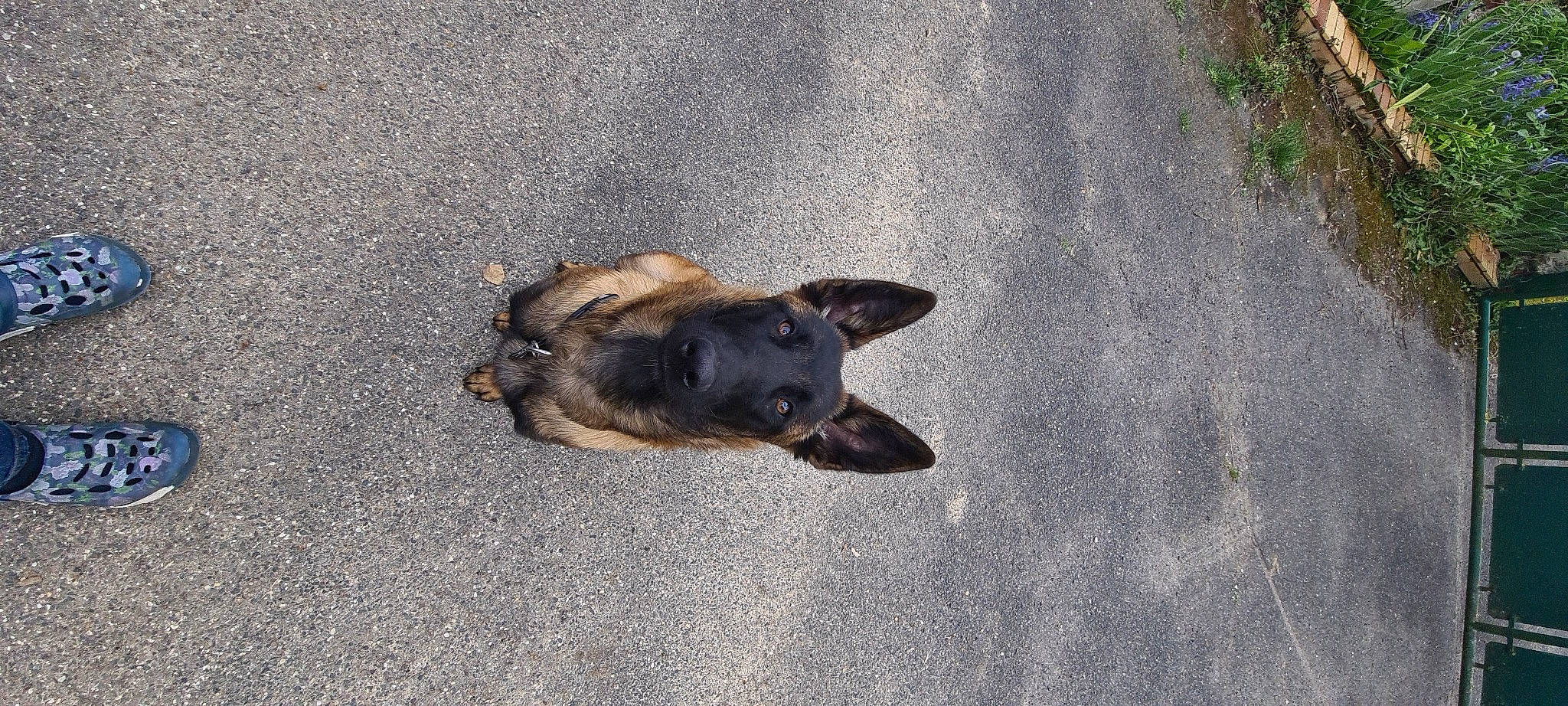 Bruni a rejoint le concours — aidez-le/la à gagner de superbes lots ! asphalt, carnivore, concrete, dog, dog_breed, german_shepherd_dog, guard_dog, old_german_shepherd_dog, paw, road_surface, shadow, snout, soil, sporting_group, street_dog, terrestrial_animal, working_animal, working_dog