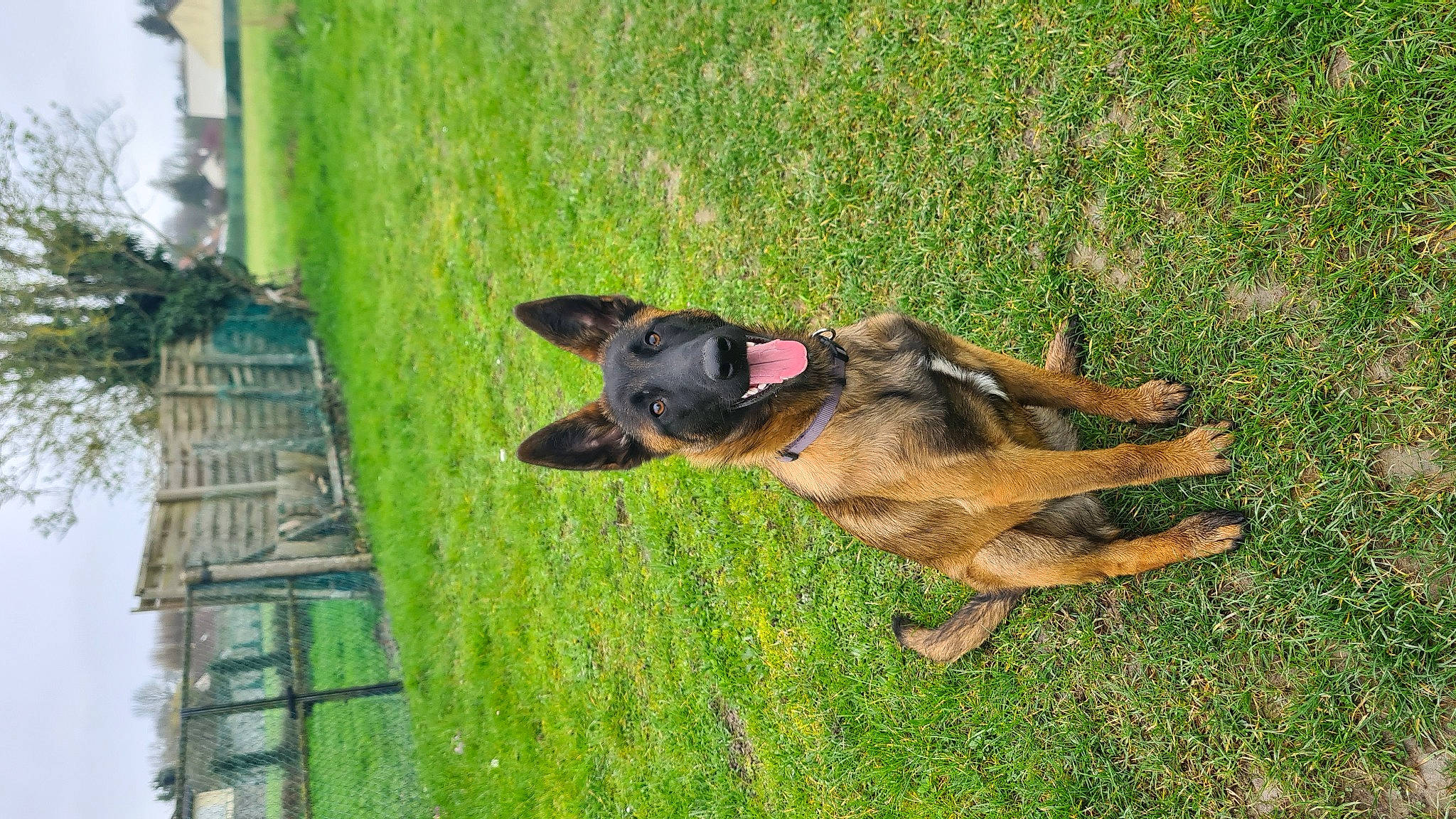 Bruni a rejoint le concours — aidez-le/la à gagner de superbes lots ! canidae, carnivore, companion_dog, dog, dog_breed, east_european_shepherd, fawn, german_shepherd_dog, grass, green, guard_dog, herding_dog, hunting_dog, old_german_shepherd_dog, pinscher, plant, sporting_group, tree, working_animal, working_dog