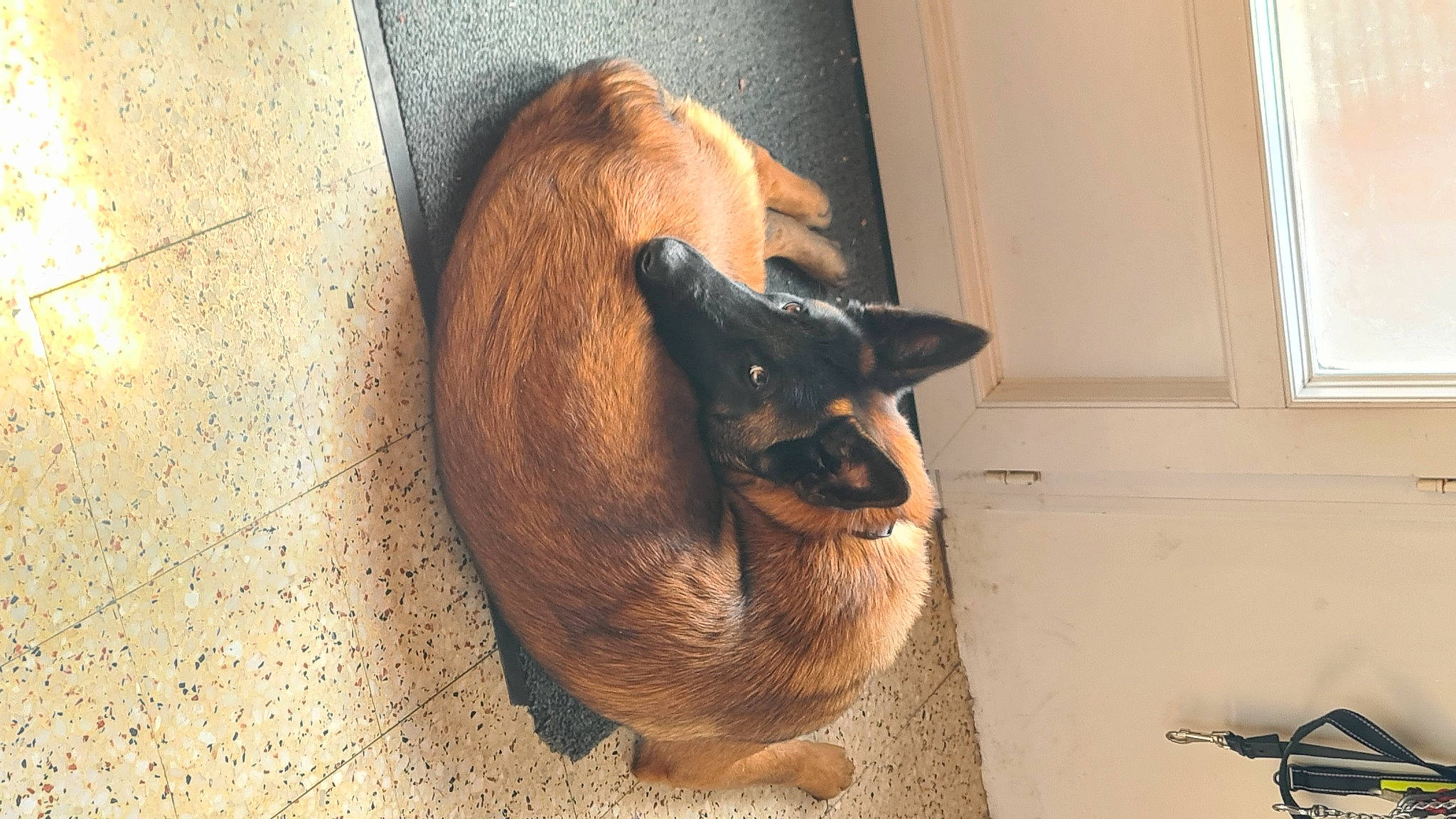 Bruni participe au concours pour gagner de l'argent avec cette photo : art, cat, dog_breed, domestic_short_haired_cat, fawn, felidae, flooring, fur, hardwood, metal, small_to_medium_sized_cats, snout, tail, terrestrial_animal, whiskers, window, wood, working_animal