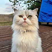 Liloo participe au concours pour gagner de l'argent avec cette photo : cat, white_cat, fluffy, long_hair, pet, animal, portrait, close_up, outdoor, wooden_deck, sitting, staring, yellow_eyes, whiskers, fur, ears, nose, garden, trees, blue_background