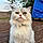 Liloo